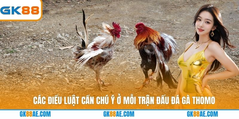 Các điều luật cần chú ý ở mỗi trận đấu đá gà Thomo