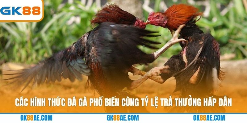 Các hình thức đá gà phổ biến cùng tỷ lệ trả thưởng hấp dẫn