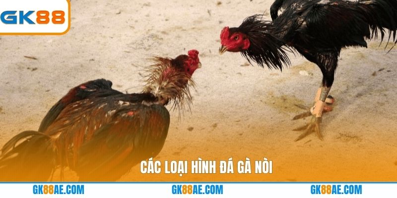 Các loại hình đá gà nòi