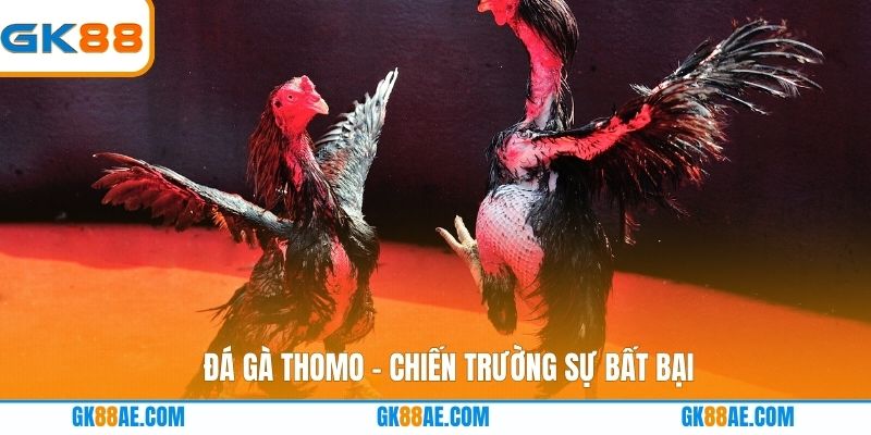 Đá gà Thomo - Chiến trường sự bất bại
