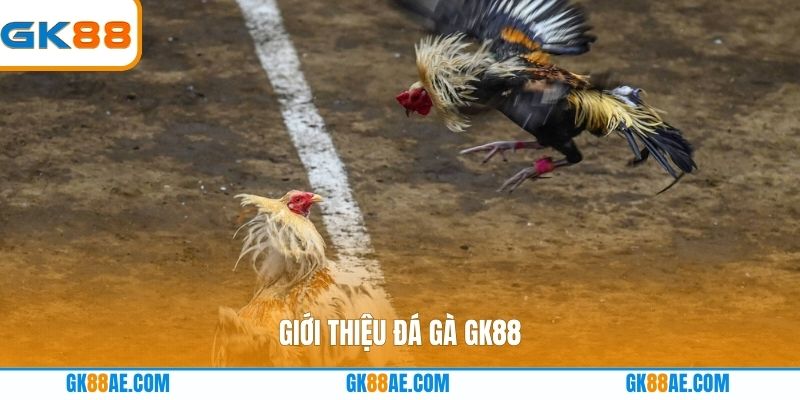 Giới thiệu Đá gà GK88