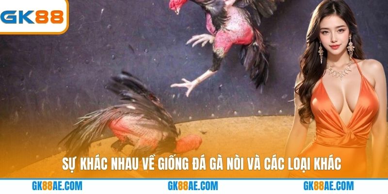 Sự khác nhau về giống đá gà nòi và các loại khác